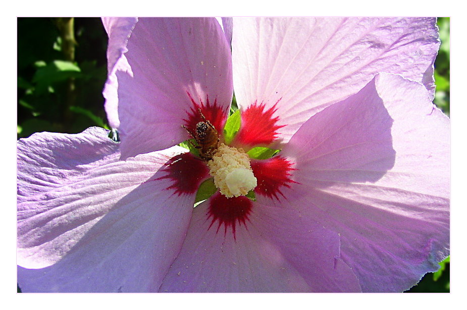 Hibiskusblüte mit Besuch