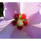 Hibiskusblüte mit Besuch