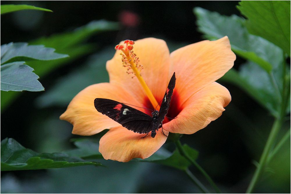 Hibiskusblüte mit Besucher