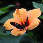 Hibiskusblüte mit Besucher