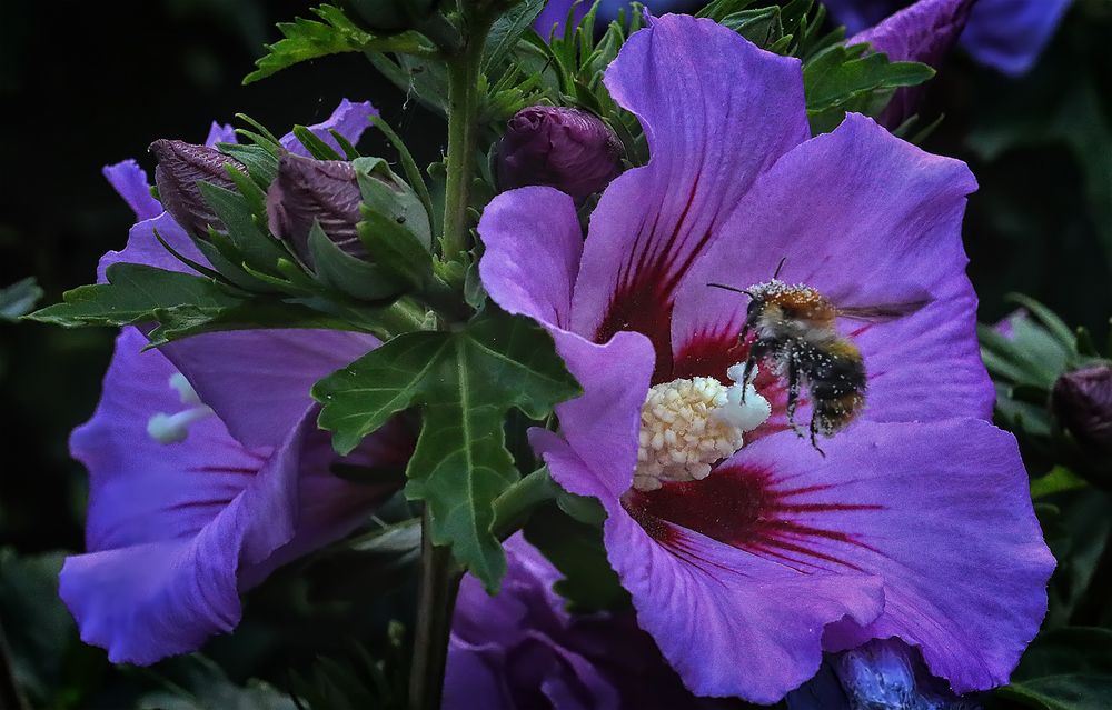 Hibiskusblüte mit Hummel...