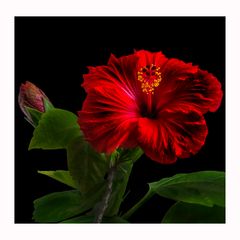 Hibiskusblüte mit Knospe