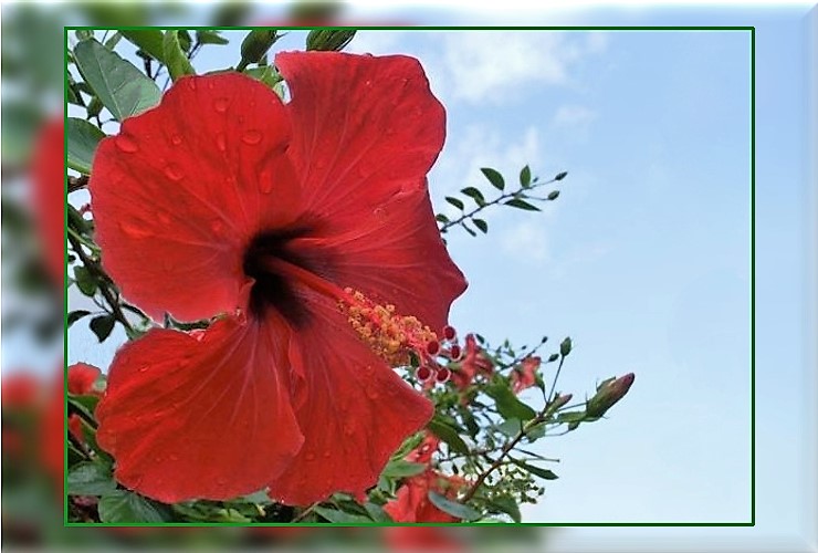 Hibiskusblüte mit Regentropfen