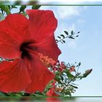 Hibiskusblüte mit Regentropfen