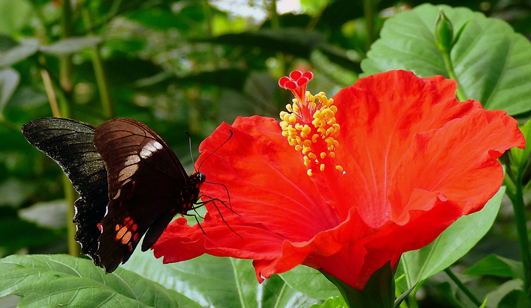 Hibiskusblüte mit Schmetterling.