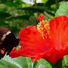 Hibiskusblüte mit Schmetterling.