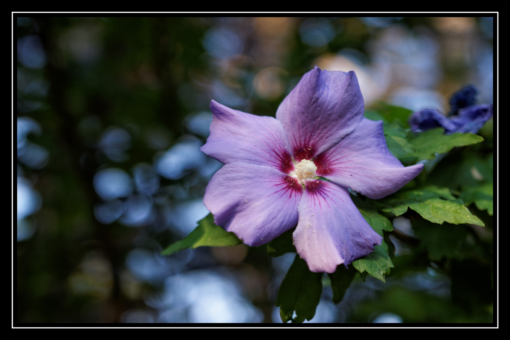 Hibiskusblüte mit Sigma 18-35 1,8