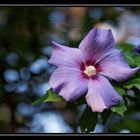 Hibiskusblüte mit Sigma 18-35 1,8