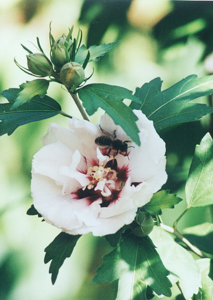 Hibiskusblüte mit Wespe