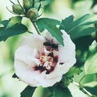 Hibiskusblüte mit Wespe