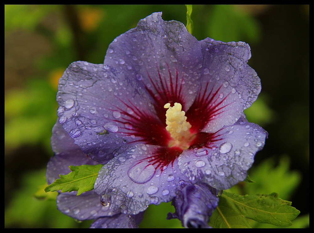 Hibiskusblüte nach dem großen Gewitter heute