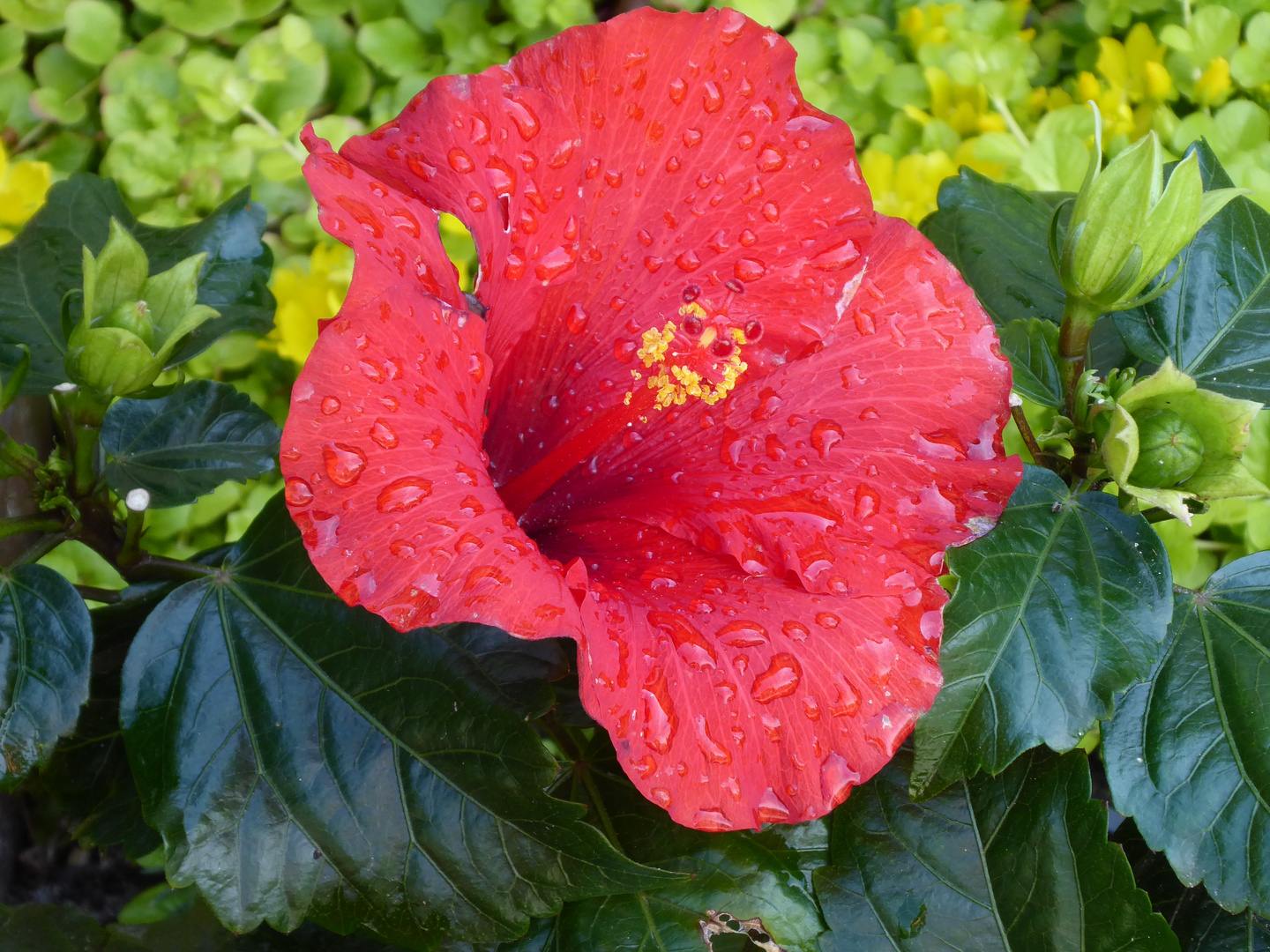 Hibiskusblüte nach dem Regen