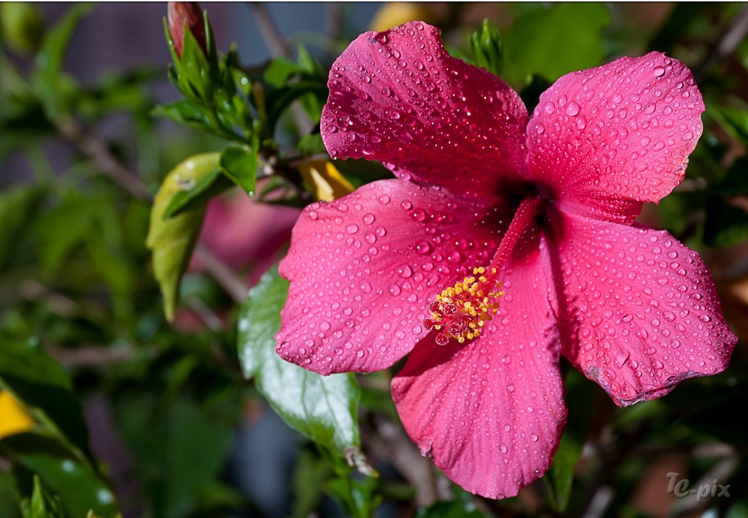 Hibiskusblüte nach dem Regen