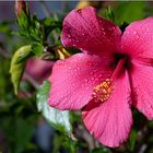 Hibiskusblüte nach dem Regen