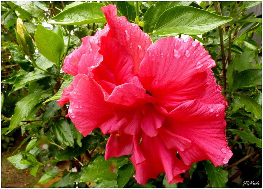 Hibiskusblüte nach dem Regen ,