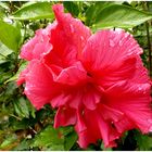 Hibiskusblüte nach dem Regen ,