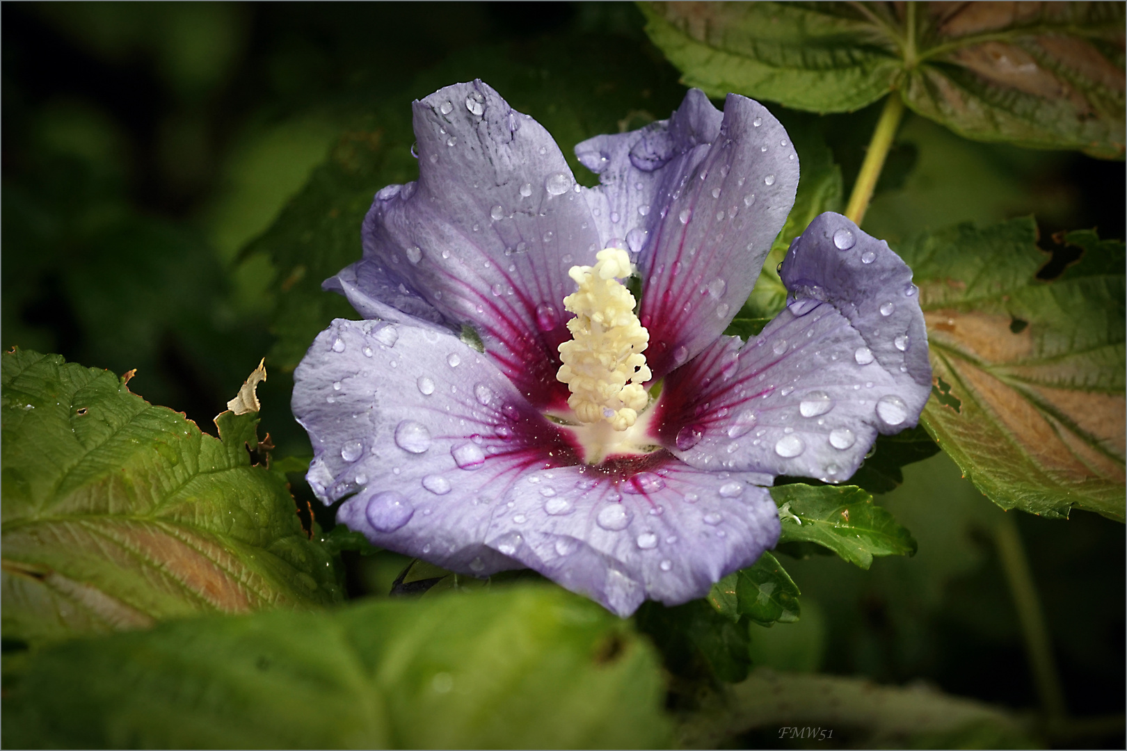 Hibiskusblüte nach Regen