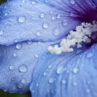 Hibiskusblüte nach Regen