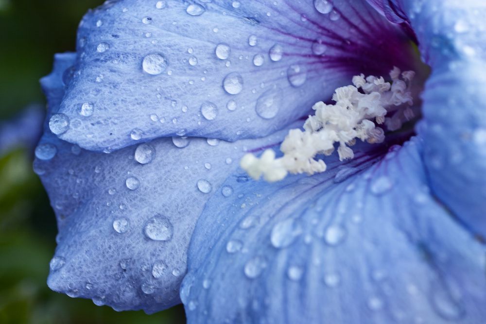 Hibiskusblüte nach Regen