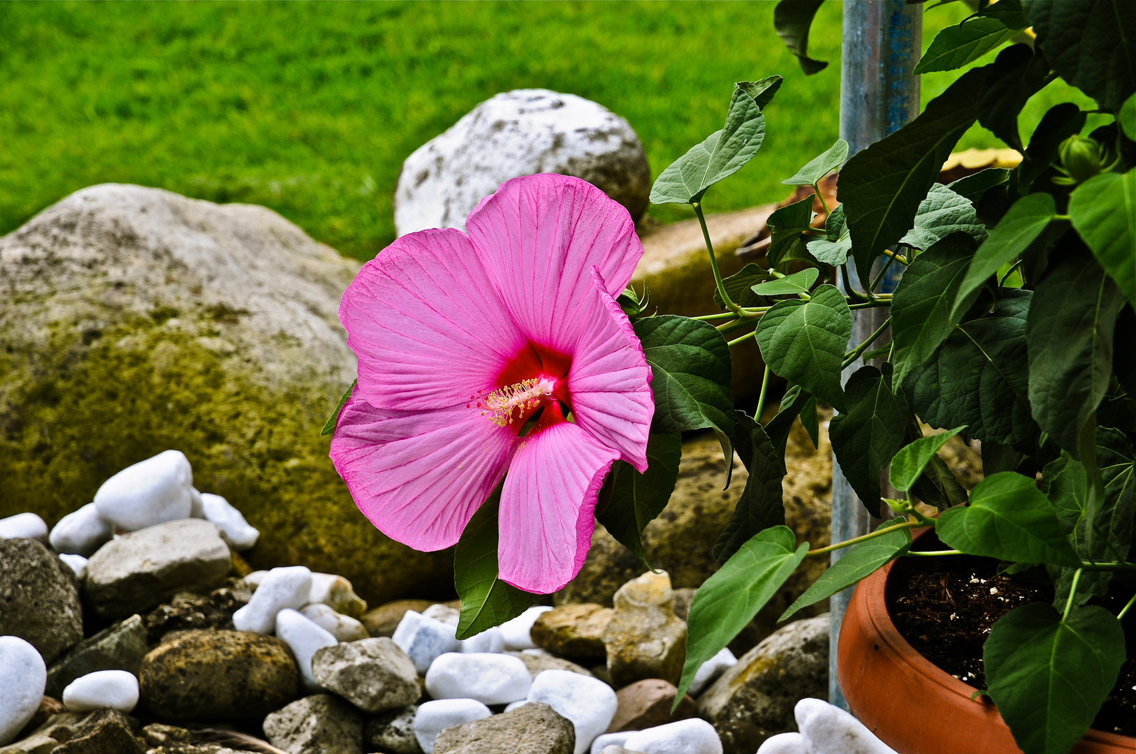 Hibiskusblüte ( neue Züchtung )