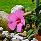 Hibiskusblüte ( neue Züchtung )