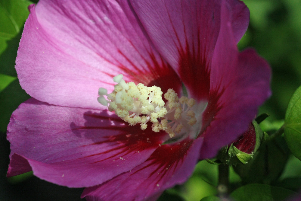 Hibiskusblüte - noch voller Pollen