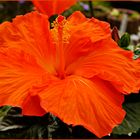 Hibiskusblüte orange 