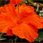 Hibiskusblüte orange 