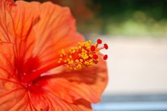 Hibiskusblüte orange; Pollen