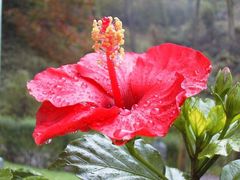 Hibiskusblüte - prachtvoll auch im Herbst