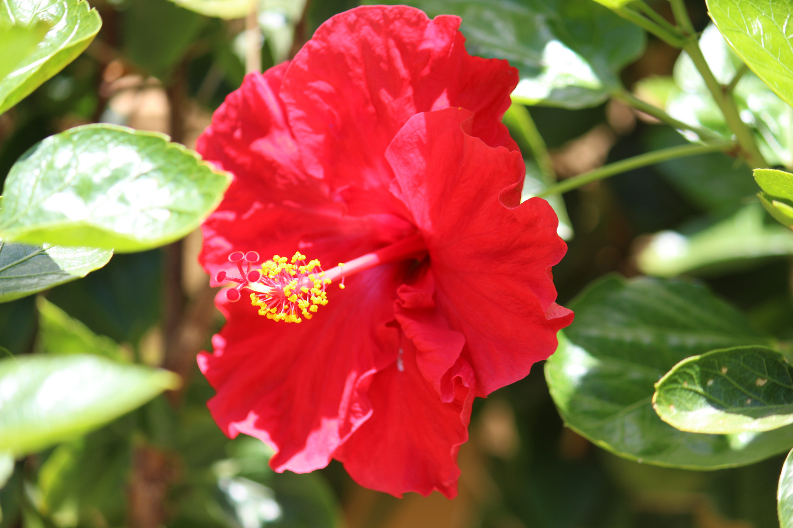 Hibiskusblüte rot