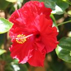 Hibiskusblüte rot