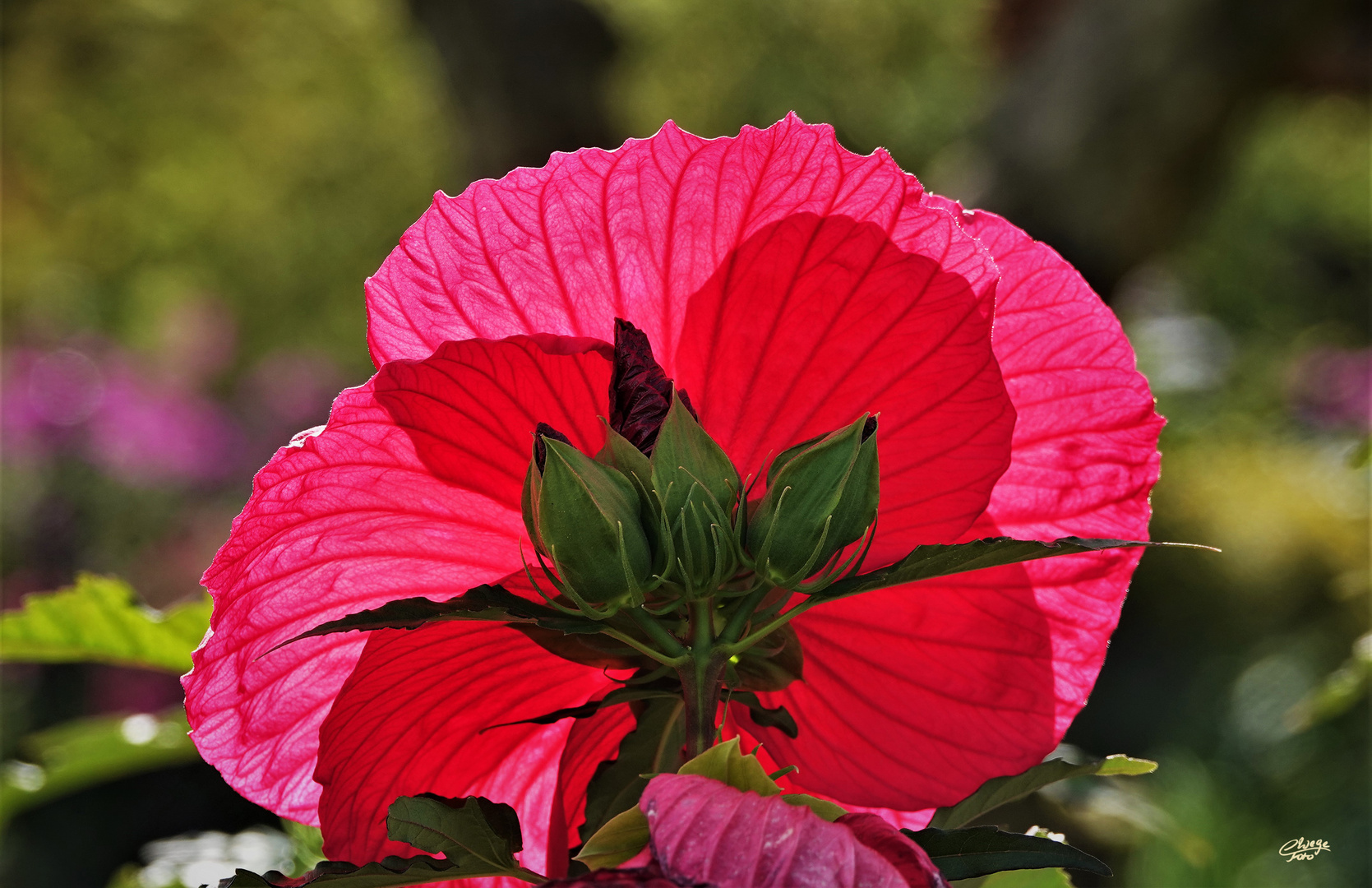 Hibiskusblüte rückseitig