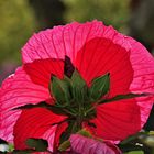 Hibiskusblüte rückseitig