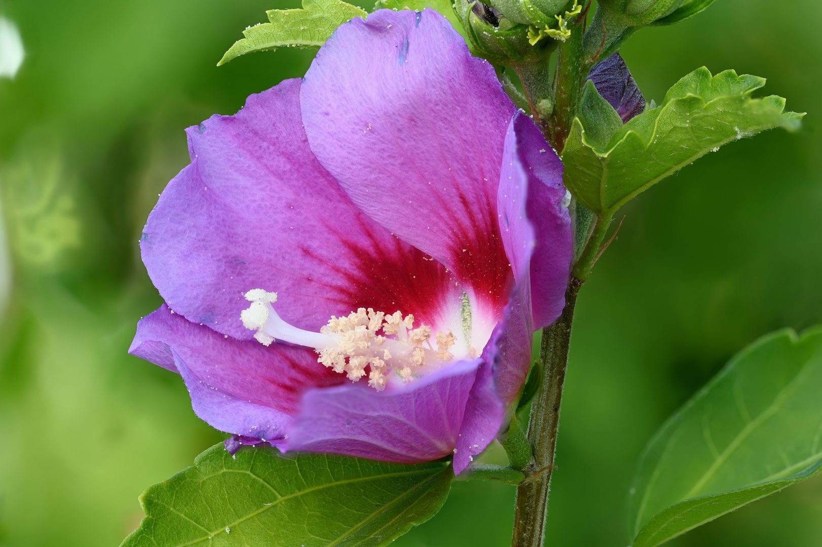 Hibiskusblüte Stacking