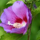 Hibiskusblüte Stacking