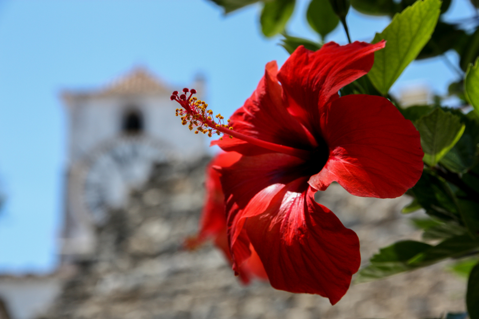 Hibiskusblüte vor einer Kirche in Portugal