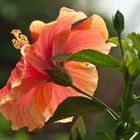 Hibiskusblüte vun hinten