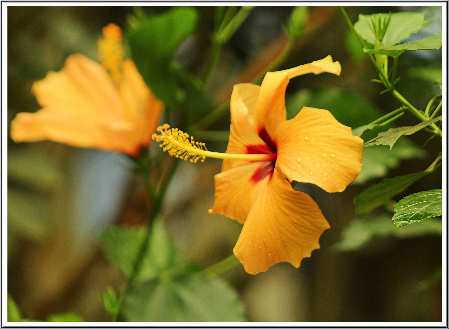 Hibiskusblüte zum Sonntag