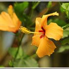 Hibiskusblüte zum Sonntag