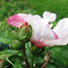 Hibiskusblüte zweifarbig