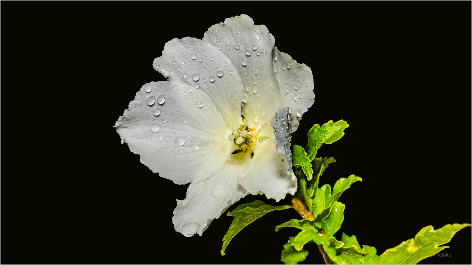 Hibiskusblüte1