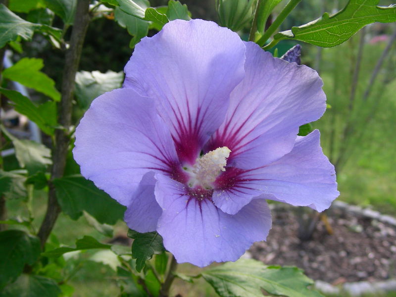 Hibiskusblüte2