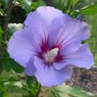 Hibiskusblüte2