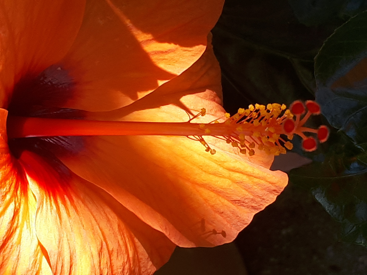 Hibiskus_Blüte_2