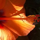 Hibiskus_Blüte_2