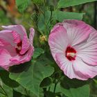 Hibiskusblüten