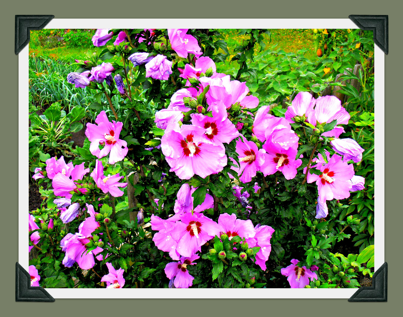 Hibiskusblüten