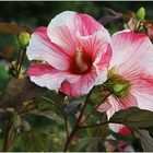 Hibiskusblüten