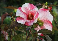 Hibiskusblüten